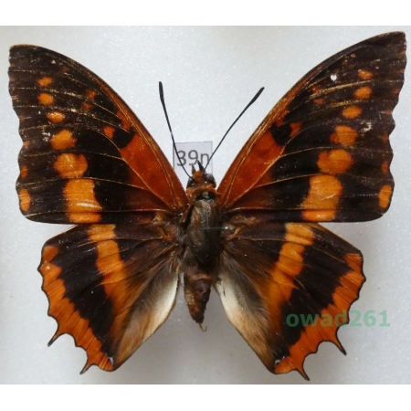 Charaxes lucretius (Cramer 1775) Nigeria 61mm39n